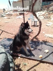  2 كلب هاسكي للبيع