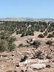  3 ارض للبيع جرش عنيبه سكان المهندسين