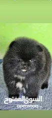  11 Pomeranian   Samoyed    Giant Malamute