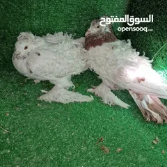  1 زوج حمام نكرو مفتل فول