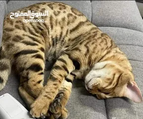  1 Bengal cat for sale or swap to scottish fold