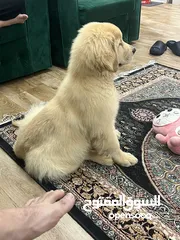  3 Alpha Male Golden Retriever