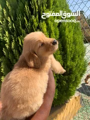  7 Golden retriever puppies