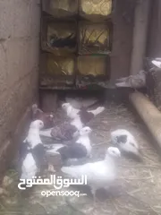  3 حمام بولندي اصل تربية منزل