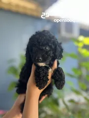  6 Cute poodle