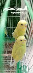  10 طيور حب  عصافير حب   ببغاء حب  بادجي   طيور  عصافير  ببغاء