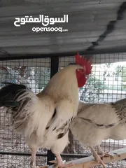  1 ديوك انجليزي عدد 2 للبيع