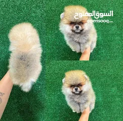  4 Pomeranian male and female for sale