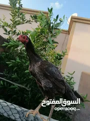  3 دجاجه سنديه