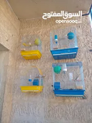  1 طيور جنه للبيع