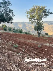  4 أرض مميزه _الصبيحي _ بيوضه الشماليه