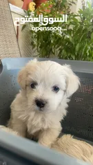  2 مالتيز تيريل