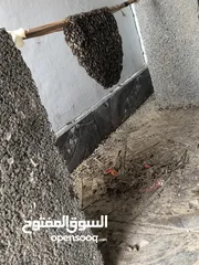  2 خلايا عسل بو طويق