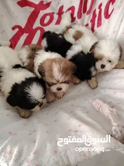  1 Shihzt puppy