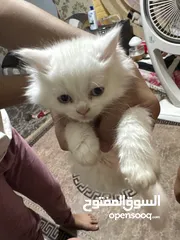  3 قطط للبيع العمر تقريبا 40 يوم