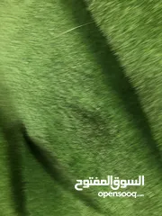  13 عشب صناعي فاخر اقل اسعار بالمملكة