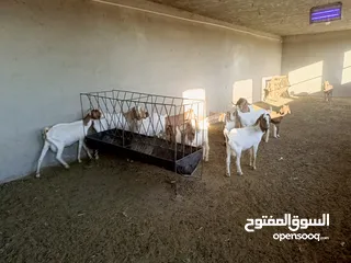  10 ماعز خليط موجود كمية