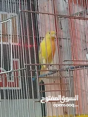  3 كنارات  وجواز حب شغالات  للبيع