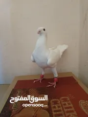  16 مساء الخير حمام للبيع لعدم توفر مكان لهم
