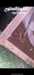  3 جوز دره البينو تحتو 3 فراخ و ضل بيضتين