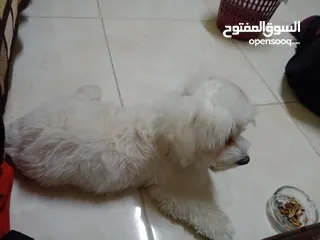  5 كلب فرنش تيرير للبيع