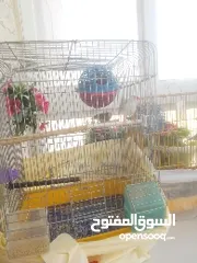  4 عصافير جنه للبيع مع بيضهن مع قفص كامل مكمل