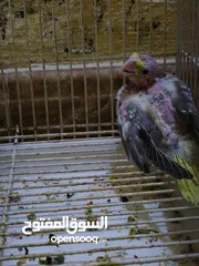  1 افراخ كوكتيل