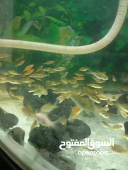  2 سمك للبيع جولدن فش