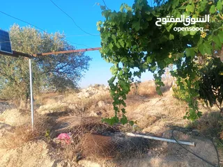  10 بيت مستقل تقريبا مزرعه مشيكه كامله مزروعع عنب وحمضيات مساحه البناء 160م وغرفه خارجيه 40م الواقع احلا