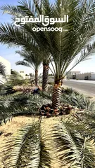  5 Date Palm Trees