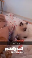  1 للبيع هملايا لعوبه