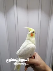  7 كوكتيل اليفات لاتينو عين حمراء