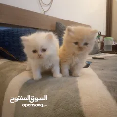  3 قطط شيرازي للبيع Persian cats for sale