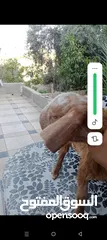  4 بسم الله ماشاء الله سخلات شاميات مميزات