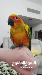  4 Hand tamed Sun Conure. His name is Cookie.