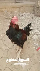  17 دجاج بكستاني