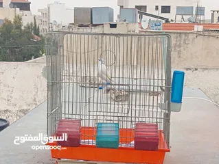  6 جوز كرزي وطيرة بيضا اقرأ الوصف