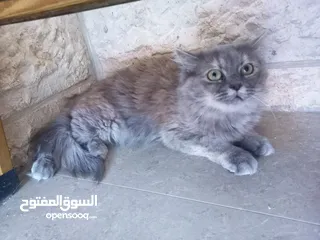  1 للبيع – قطط شيرازي   متوفر قطط شيرازي أصيلة، صحية ونشيطة، بفراء طويل ناعم وعيون واسعة لامعة،