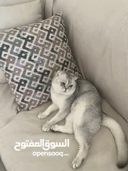 7 ذكر سكوتش فولد ابيض للتزاوج grey shaded