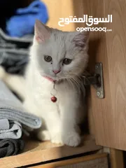  5 قطه  بيضاء ألون أنثى صغيرة لطيفه جداً