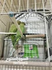  2 جوز ببغاء دره