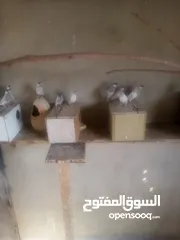  1 بسم الله الرحمن الرحيم متاح الجواز جاوا شغلات اول خيرهم اقرا التفاصيل