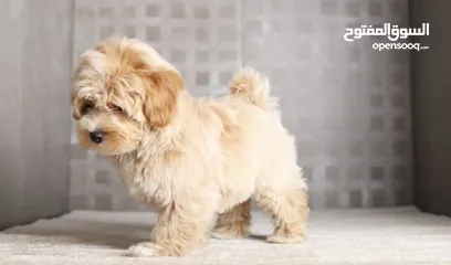  7 Maltipoo  جراء مالتيبو