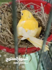  3 انثى كنار جزري