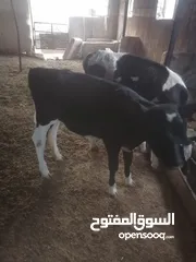 1 ابقار للببع بسعر مناسب