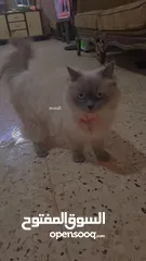  8 قطه سيامي شوكليت للبيع مع أغراضها