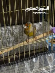  2 بندوق حسون بغني كنار وحسون
