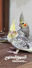  2 طيور كوكتيل