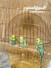  6 Parrots for sale