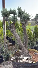  3 زراعه وصيانه الحدائق والمزارع
